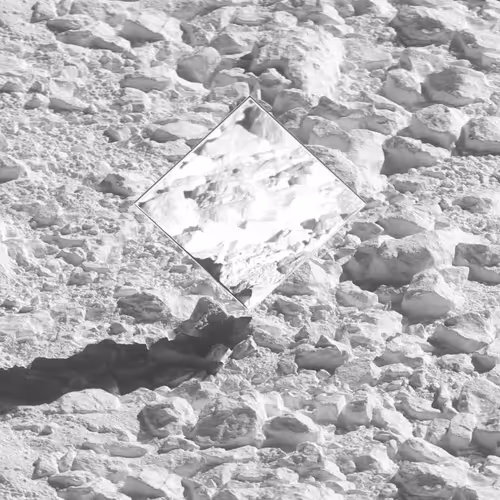 Narcissus Prizes by Pak